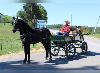Frieserhästar Blandning, Valack, 4 år, 160 cm, Svart