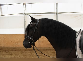 Frieserhästar Blandning, Valack, 4 år, 160 cm, Svart