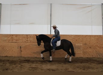 Frieserhästar Blandning, Valack, 4 år, 160 cm, Svart