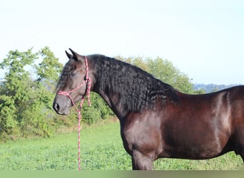 Frieserhästar Blandning, Valack, 4 år, 160 cm, Svart