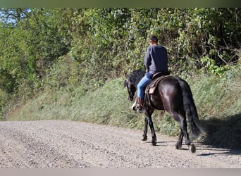 Frieserhästar Blandning, Valack, 4 år, 160 cm, Svart