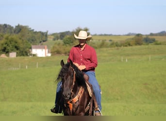 Frieserhästar Blandning, Valack, 4 år, 160 cm, Svart