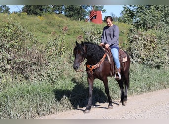 Frieserhästar Blandning, Valack, 4 år, 160 cm, Svart