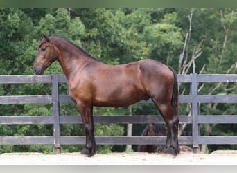 Frieserhästar Blandning, Valack, 4 år, 163 cm, Svart