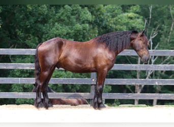 Frieserhästar Blandning, Valack, 4 år, 163 cm, Svart