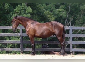 Frieserhästar Blandning, Valack, 4 år, 163 cm, Svart