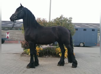 Frieserhästar, Valack, 4 år, 164 cm, Svart
