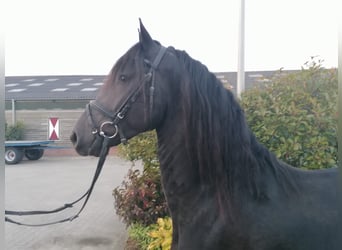 Frieserhästar, Valack, 4 år, 164 cm, Svart
