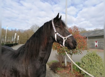 Frieserhästar, Valack, 4 år, 165 cm, Svart
