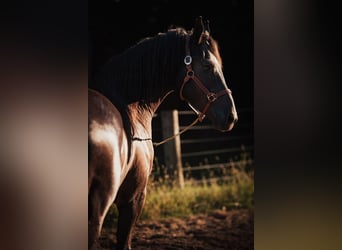 Frieserhästar Blandning, Valack, 4 år, 165 cm, Svart