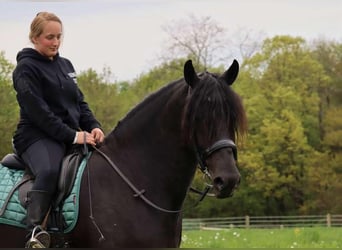 Frieserhästar Blandning, Valack, 4 år, 165 cm, Svart