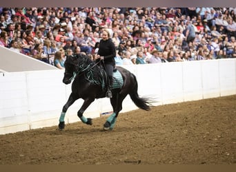 Frieserhästar Blandning, Valack, 4 år, 165 cm, Svart