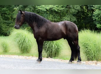 Frieserhästar Blandning, Valack, 4 år, 165 cm, Svart