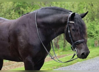 Frieserhästar Blandning, Valack, 4 år, 165 cm, Svart