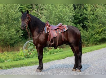 Frieserhästar Blandning, Valack, 4 år, 165 cm, Svart