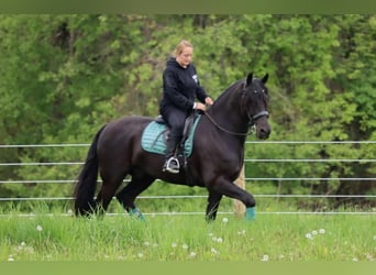 Frieserhästar Blandning, Valack, 4 år, 165 cm, Svart
