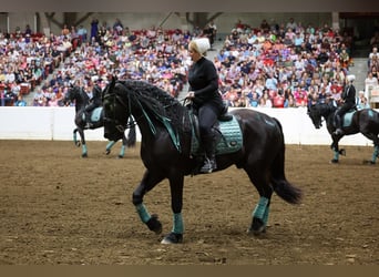 Frieserhästar Blandning, Valack, 4 år, 165 cm, Svart