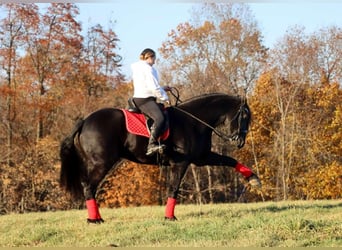 Frieserhästar Blandning, Valack, 4 år, 165 cm, Svart