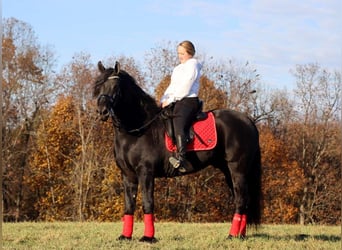 Frieserhästar Blandning, Valack, 4 år, 165 cm, Svart