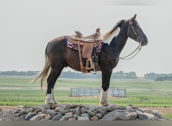 Frieserhästar, Valack, 4 år, 165 cm, Tobiano-skäck-alla-färger