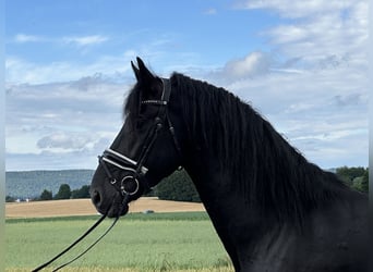 Frieserhästar, Valack, 4 år, 170 cm, Svart