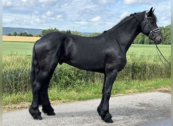 Frieserhästar, Valack, 4 år, 170 cm, Svart