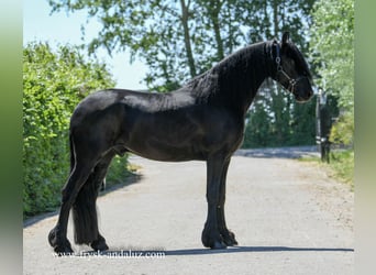 Frieserhästar, Valack, 4 år, 171 cm, Svart