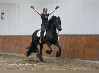 Frieserhästar, Valack, 4 år, 171 cm, Svart