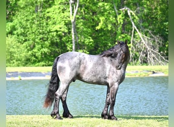 Frieserhästar, Valack, 4 år, 173 cm, Konstantskimmel