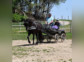 Frieserhästar Blandning, Valack, 4 år, Svart