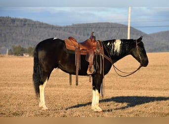 Frieserhästar Blandning, Valack, 4 år, Svart