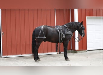 Frieserhästar Blandning, Valack, 5 år, 142 cm, Svart