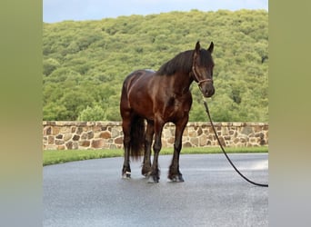Frieserhästar, Valack, 5 år, 147 cm, Svart