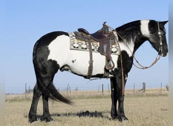 Frieserhästar Blandning, Valack, 5 år, 152 cm, Svart