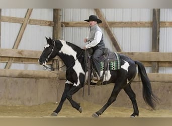 Frieserhästar Blandning, Valack, 5 år, 152 cm, Svart