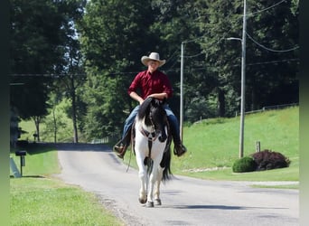 Frieserhästar Blandning, Valack, 5 år, 157 cm, Svart