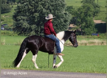Frieserhästar Blandning, Valack, 5 år, 157 cm, Svart