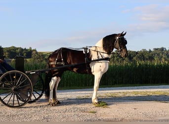 Frieserhästar Blandning, Valack, 5 år, 157 cm, Svart