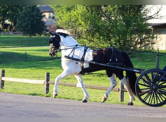 Frieserhästar Blandning, Valack, 5 år, 157 cm, Svart