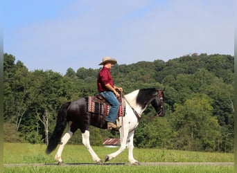 Frieserhästar Blandning, Valack, 5 år, 157 cm, Svart