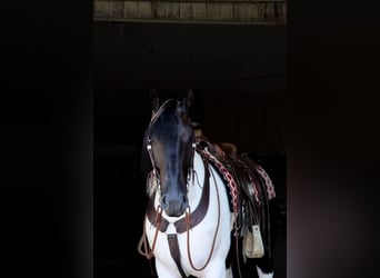 Frieserhästar Blandning, Valack, 5 år, 157 cm, Svart