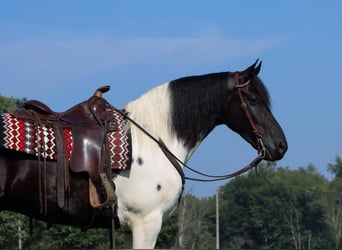 Frieserhästar Blandning, Valack, 5 år, 157 cm, Svart
