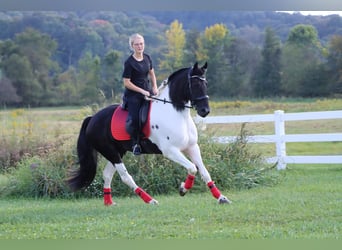 Frieserhästar Blandning, Valack, 5 år, 157 cm, Svart