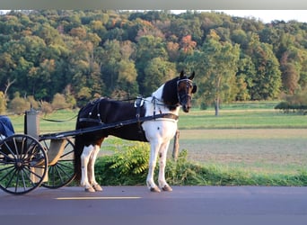 Frieserhästar Blandning, Valack, 5 år, 157 cm, Svart