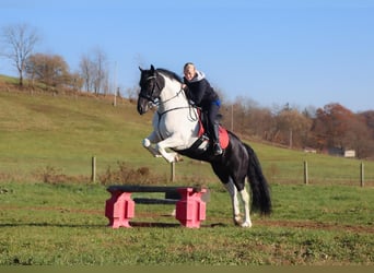 Frieserhästar Blandning, Valack, 5 år, 157 cm, Svart