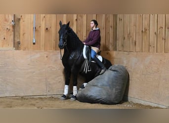 Frieserhästar, Valack, 5 år, 160 cm, Svart