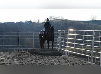 Frieserhästar, Valack, 5 år, 160 cm, Svart