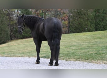 Frieserhästar, Valack, 5 år, 160 cm, Svart