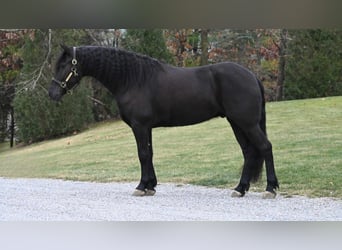 Frieserhästar, Valack, 5 år, 160 cm, Svart