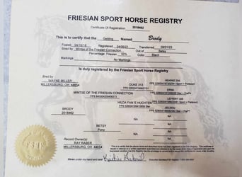 Frieserhästar, Valack, 5 år, 160 cm, Svart